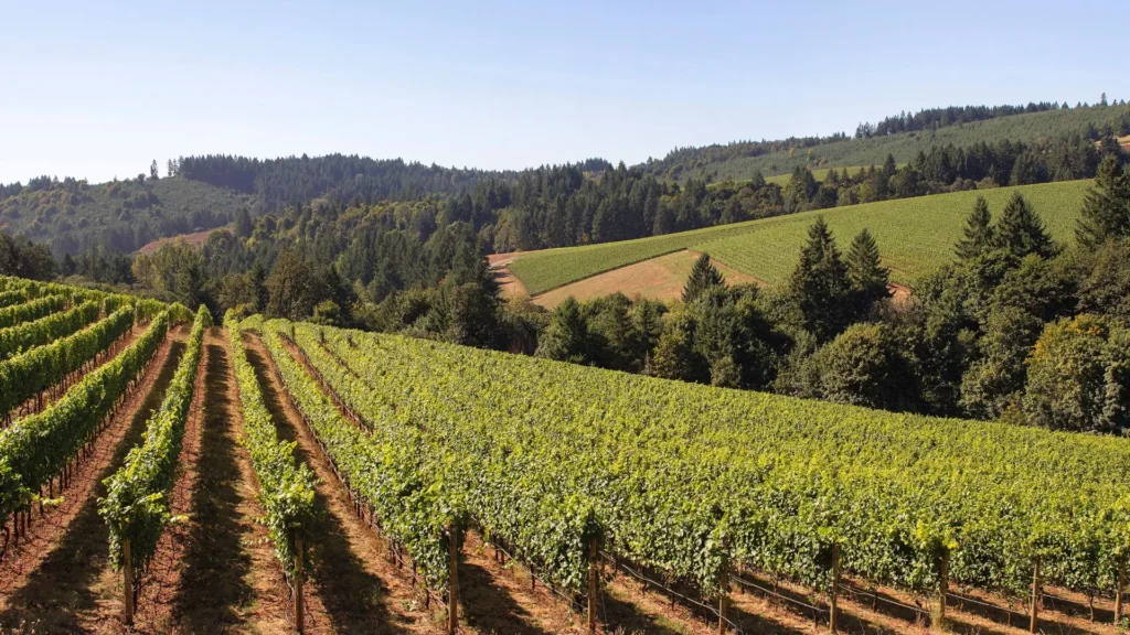 Lokalna vina nisu kiseliš, već izvrsno osvježenje za vruće dane